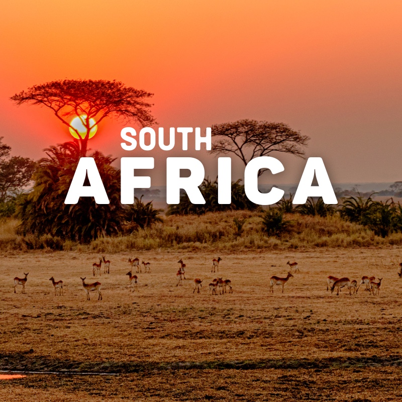 Sunset over a savanna landscape in South Africa with acacia trees and a herd of antelopes grazing. The text 'South Africa' is displayed prominently in the foreground.